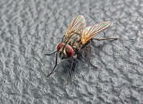 Fly On Leather P1060352