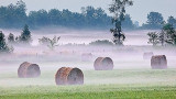 Bales In Morning Mist P1070269