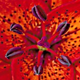 Red Lily Closeup DSCF16627