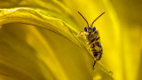 Cute Little Bug On A Yellow Lily 20140801