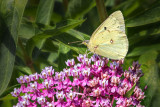 Yellow Butterfly DSCF17532