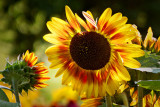 Sunflower DSCF17241