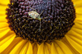 Bug On A Black-eyed Susan DSCF17339