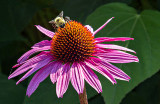 Bee On A Coneflower DSCF17547