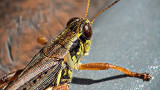 Grasshopper Closeup DSCF17814-6