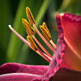 Lily Closeup DSCF17451