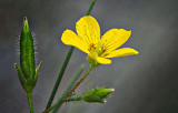 Tiny Yellow Wildflower DSCF18140