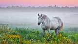 Pale Horse In Misty Sunrise P1090042