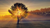 Lone Tree In Misty Sunrise 20140825