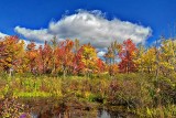 Autumn Colors In Summer 44826