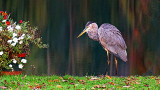 Canalside Heron 20141014