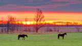 Equine Pals At Sunrise 20141031