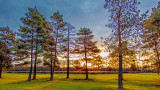 Sunrise Pines 20141101