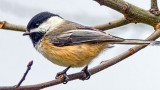 Black-capped Chickadee 20141125