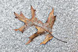 Oak Leaf In Snow 20141210
