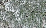 Frosty Pine Needles P1050781