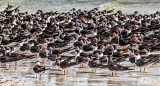 Huge Flock of Black Skimmers! 57516