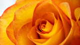 Fire-Tipped Yellow Rose P1080021-3