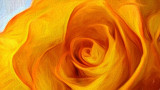 Fire-Tipped Yellow Rose 'Art' P1080021-3