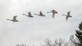 Five Swans Flying DSCF0607