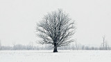 Winter Lone Tree DSCF0613