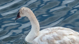 Dripping Swan DSCF0592