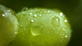 Wet Green Grape P1080543-5