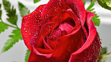 Wet Red Rose P1080779