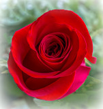 Red Rose P1080967-9