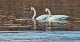 Two Swans Aswimming DSCF18719