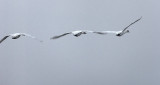 Three Swans In Flight 20150406