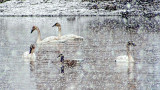 Swans & Goose In Snowstorm DSCF18940