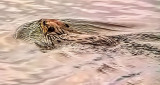 Swimming Beaver At Sunrise 20150422
