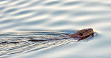 Swimming Beaver DSCF19627