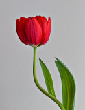 Red Tulip P1100747-9