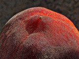 Fuzzy Peach P1100989