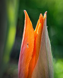 Midge On A Young Tulip P1110601