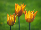 Three Tulips P1110668