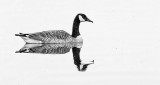 Floating Goose DSCF20009BW