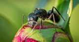 Ant On A Peony Bud P1120860