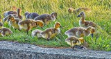 Goslings In Grass DSCF20378