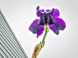 Wet Purple Iris From Below P1130442-4