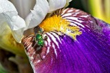 Green Bee On An Iris P1130689