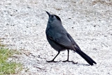 Gray Catbird P1140840