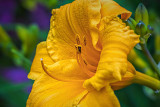 Yellow Orange Lily P1150012-4