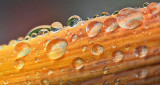 Daylily Droplets P1150349-54