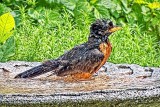 Robin Bath Time DSCF4191