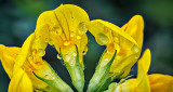 Wet Little Yellow Wildflower P1160334