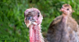 Inquisitive Turkey And Guineafowl Chick DSCF4400