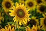 Backlit Sunflower DSCF4494